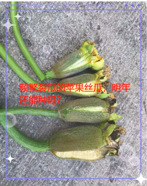 丝瓜死苗是什么原因