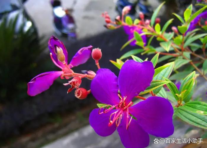 如何让紫色更鲜艳