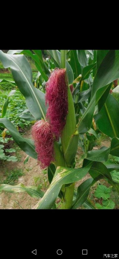 水果玉米能炸爆米花吗