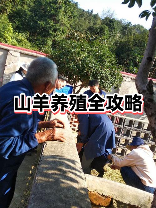 后山羊怎么得