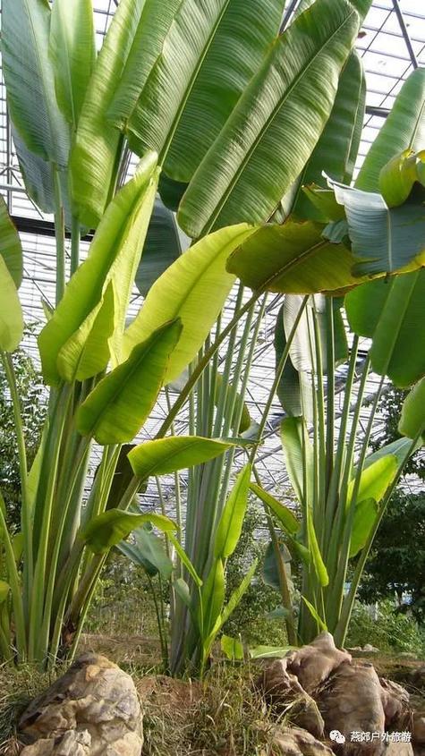 伊甸园热带植物园