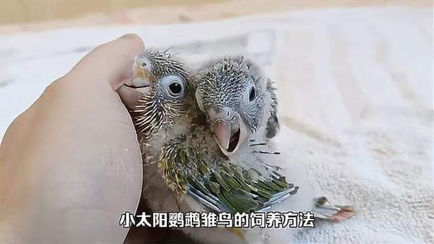 维鸟短视频免费观看图标