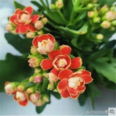 长寿花怎么养才开花好