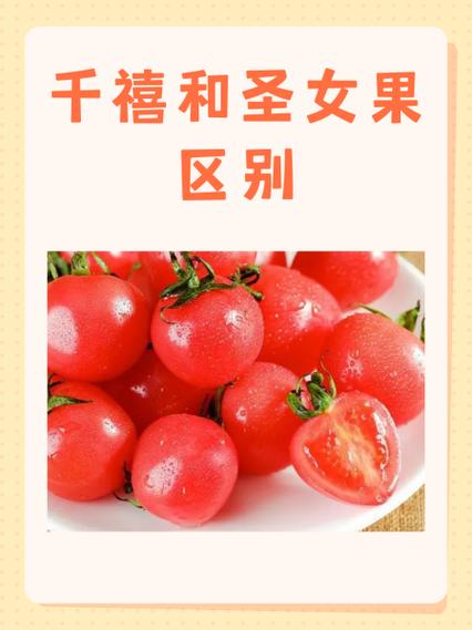 千禧果与圣女果区别