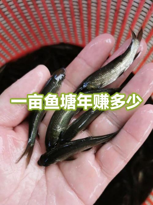 这片鱼塘我承包了什么意思