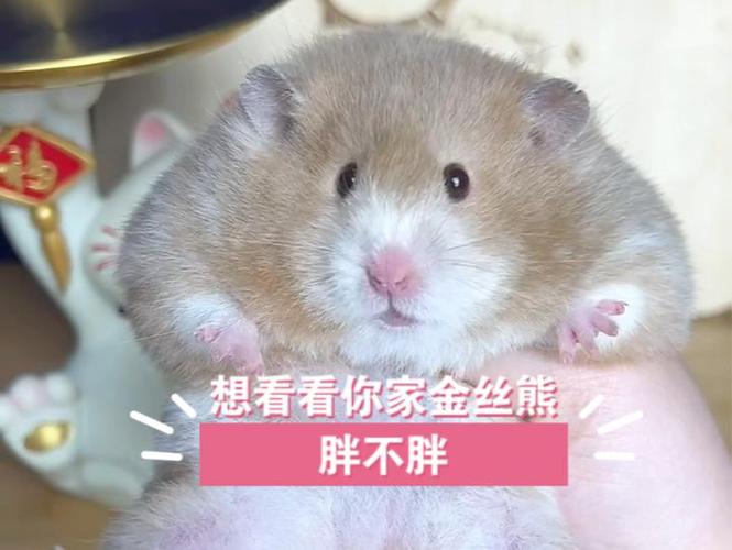金丝熊长不胖的原因