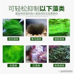 露天水池长青苔怎么办