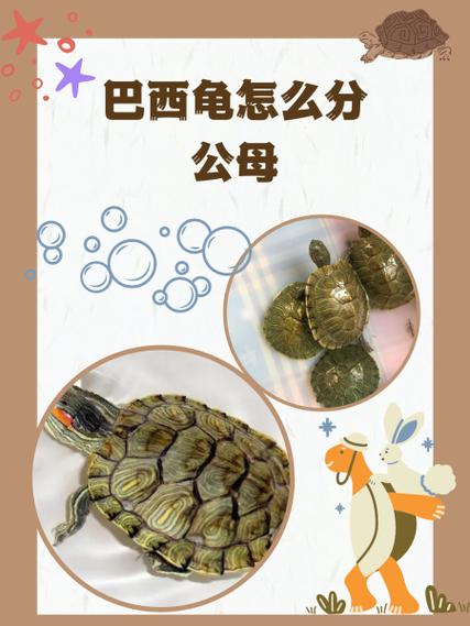 识别乌龟的步骤