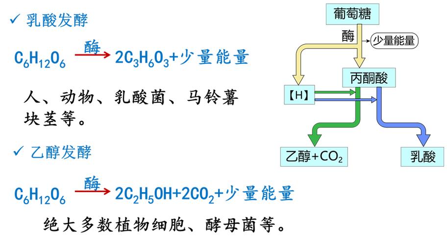 无氧呼吸产生能量吗