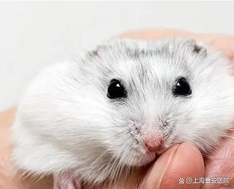 仓鼠怎么喂养更健康