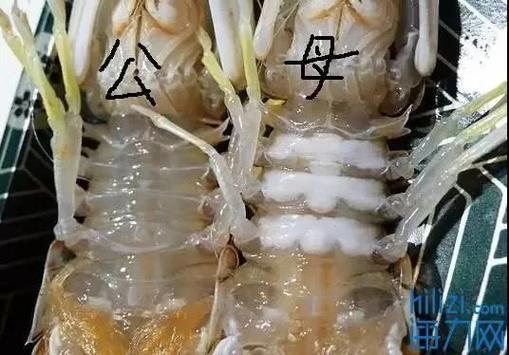 皮皮虾语音包为什么不能用了缩略图