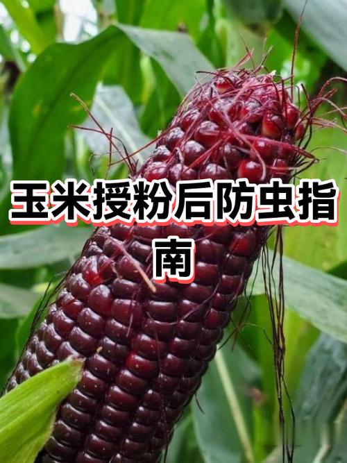 红蜘蛛病毒编写