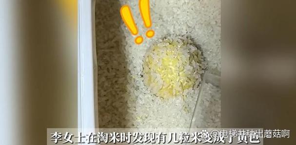 第二粒米打一字