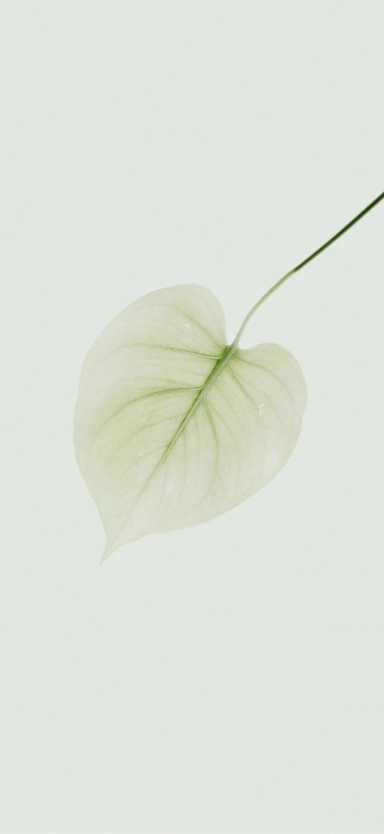 手机壁纸简约