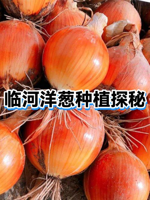 元葱能栽吗