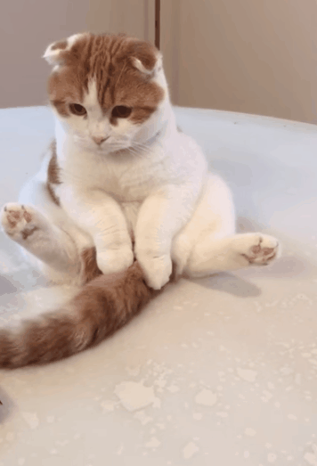 猫星人暗示什么意思