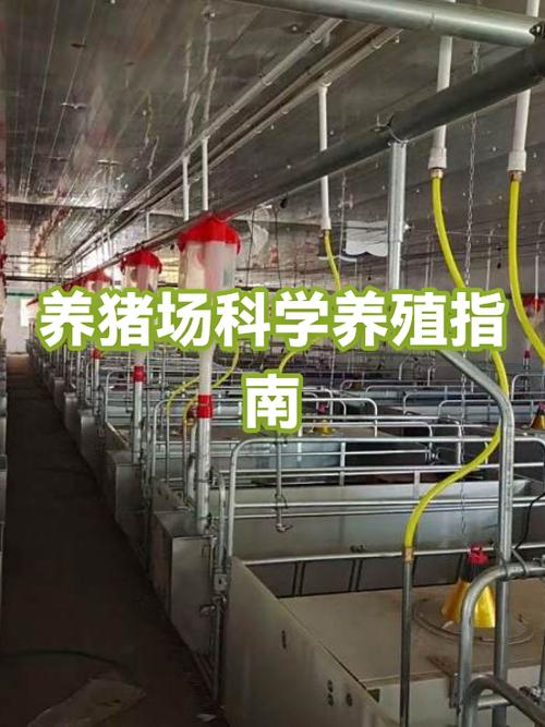 开心养猪场出来多久了