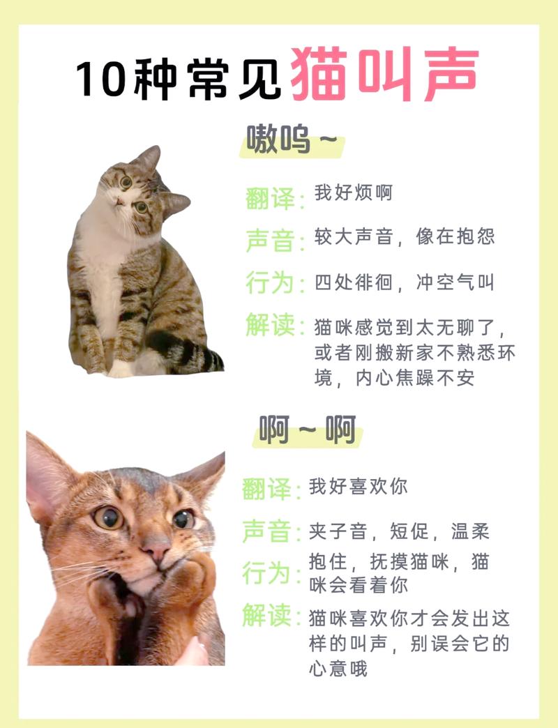 猫咪听了的五大神曲