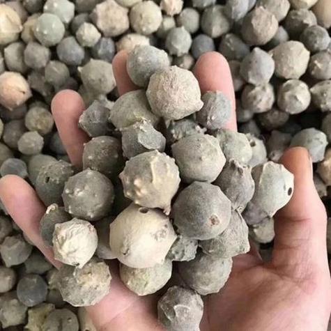没食子的功效与作用