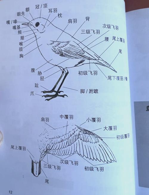 百灵鸟框架1.10截图
