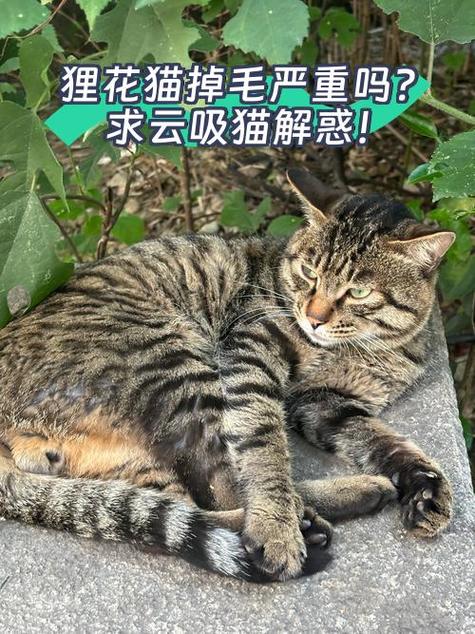 云吸猫养猫猫红包版图标