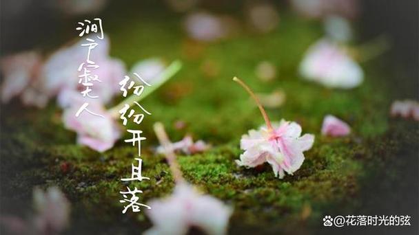 速去花打不开