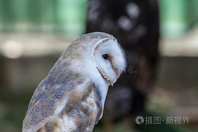白头猫头鹰