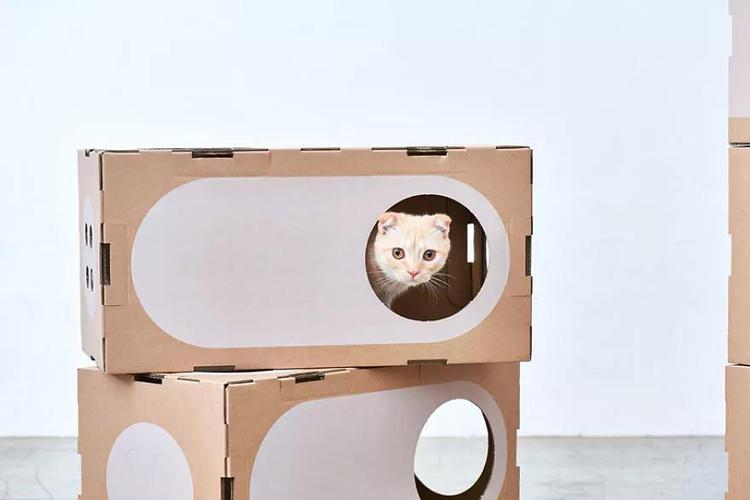 用纸箱自制简易猫咪玩具截图