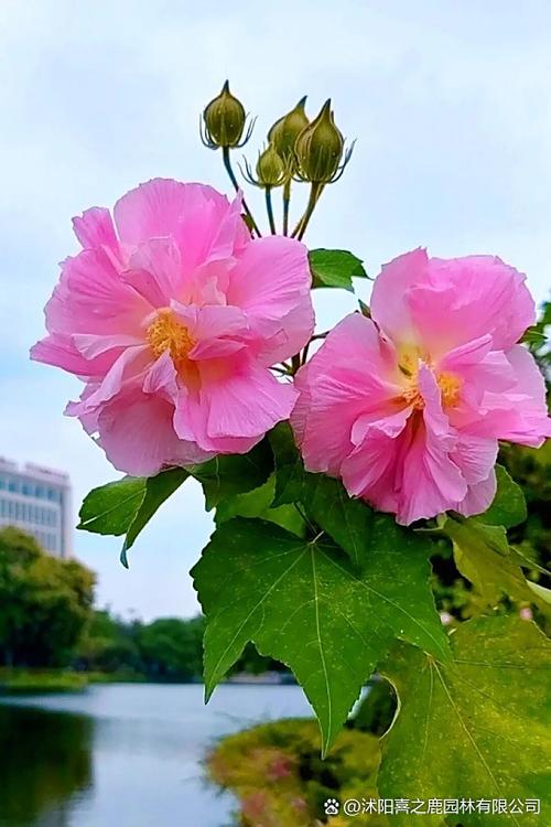 芙蓉树苗多少钱一棵