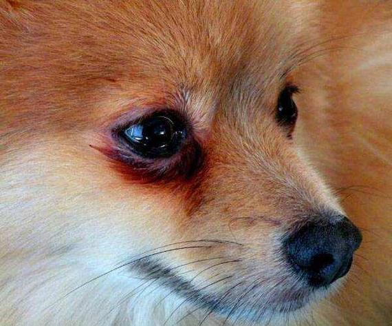 幼犬有泪痕怎么消除图标