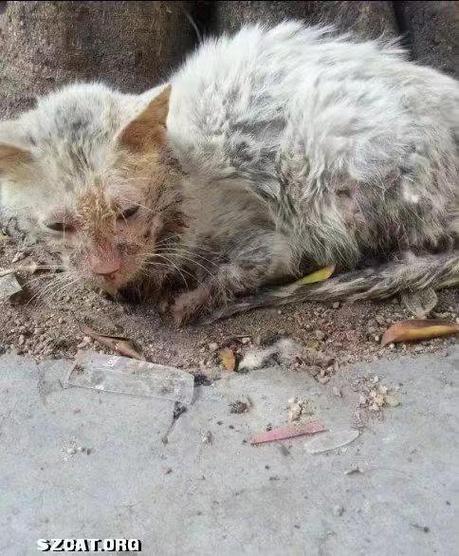 捡到流浪猫是什么预兆