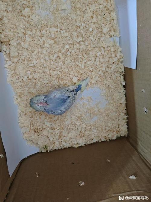 网上买的鸟到家怎么处理
