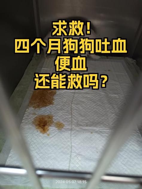 狗狗吐血了还有救吗