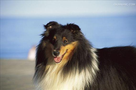 喜来帝犬