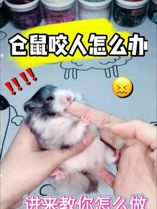 仓鼠咬主人会愧疚吗
