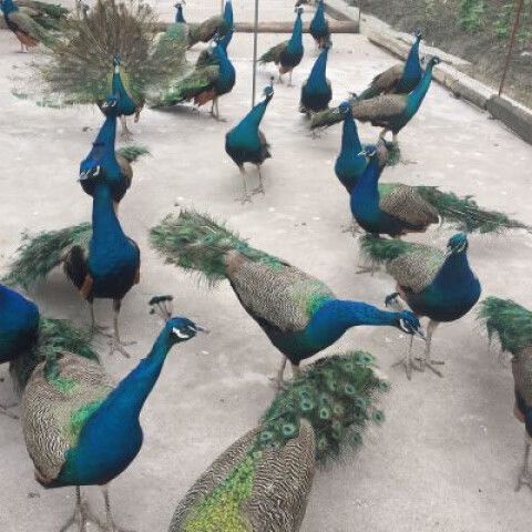 孔雀养殖赚钱吗