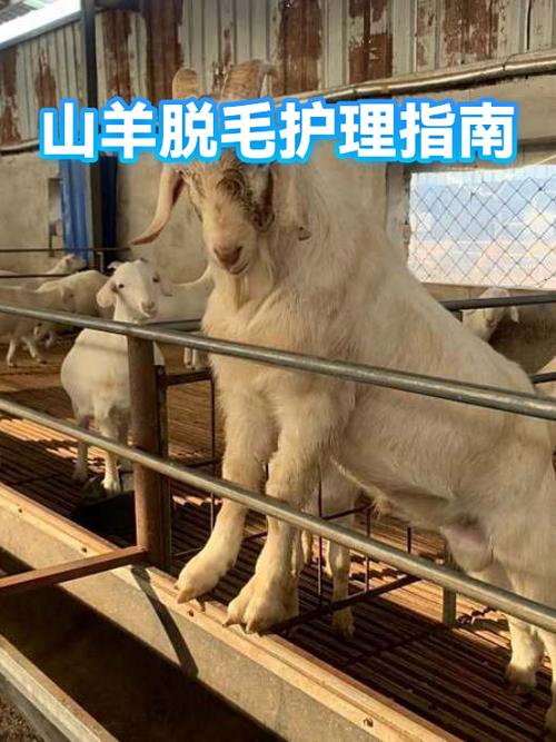 山羊宰杀如何脱毛截图
