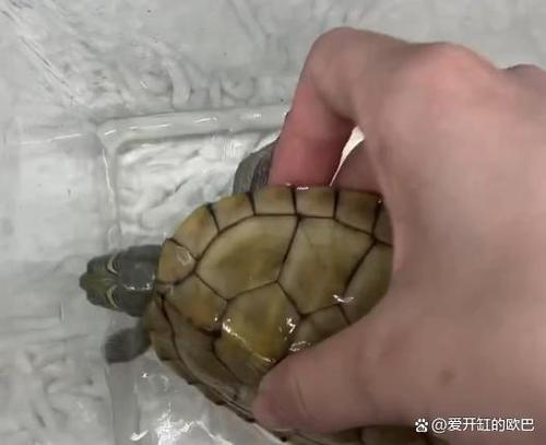 养龟的六大忌截图