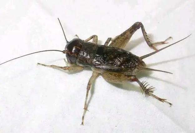 斗蛐蛐儿