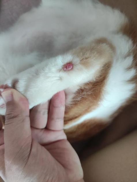 猫咪头上有疙瘩要警惕截图