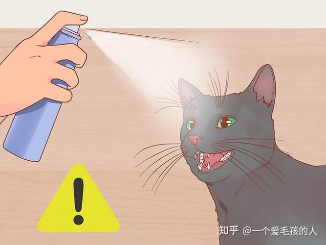 怎样消除小猫的恐惧