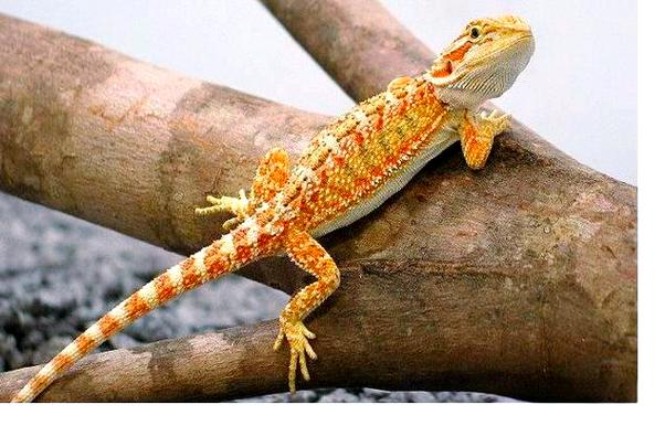 鬃狮蜥