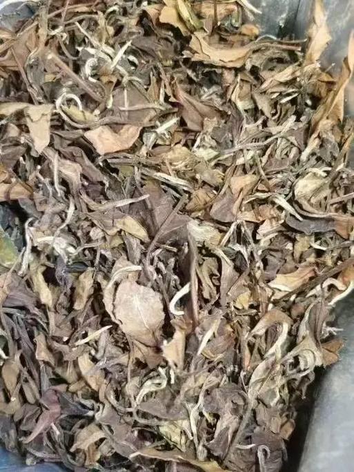 老白茶