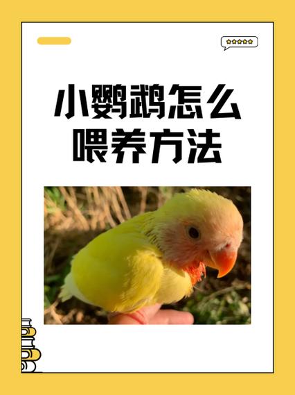 鹦鹉雏鸟喂养教程缩略图