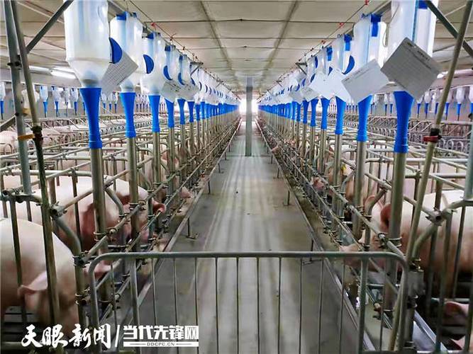 机械化养猪场视频
