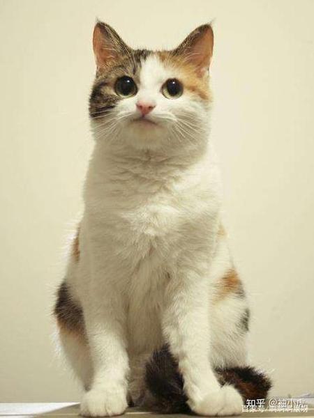 后院猫是什么