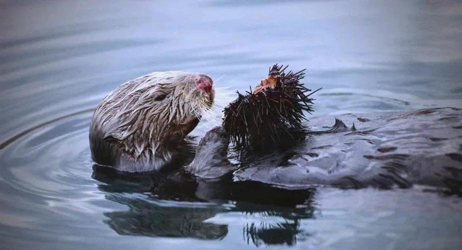 海獭