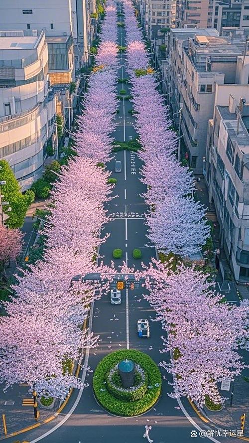 樱花树有什么特点