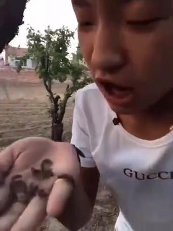 胜哥吃东西视频高清