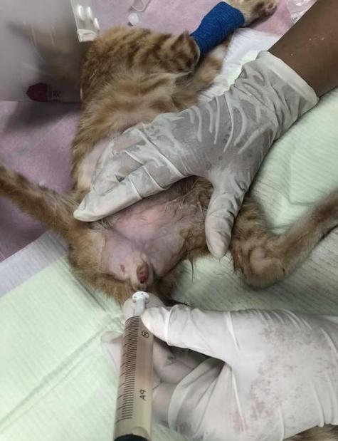 母猫闭尿在家怎么帮助它排尿
